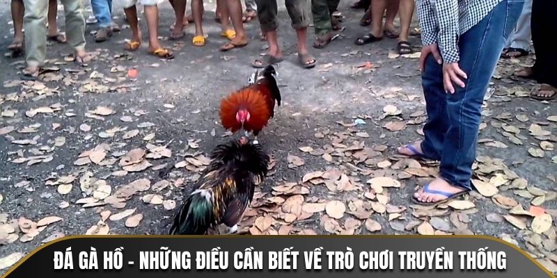 Đá gà hồ - hình thức truyền thống